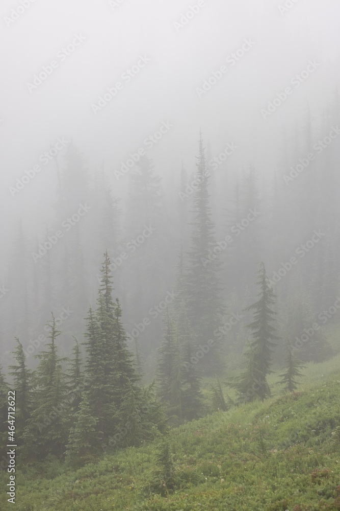 Summer hiking in the mt rainier national park in the cascade mountains during a foggy moment