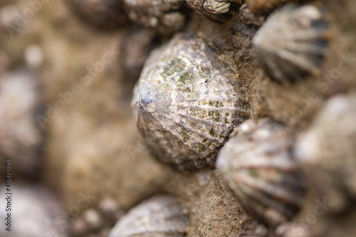  Close and selective focus on a limpet on a rock on Whitby Beach