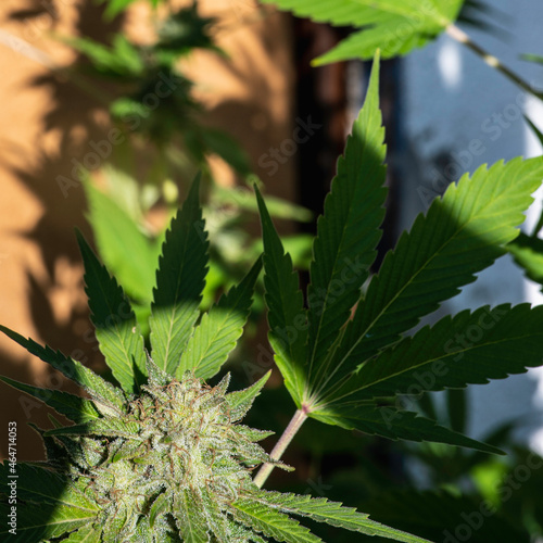 chanvre, cannabis, marijuana,

