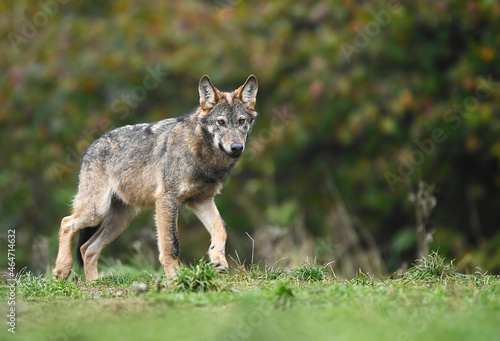 Grey wolf ( Canis lupus ) close up © Piotr Krzeslak