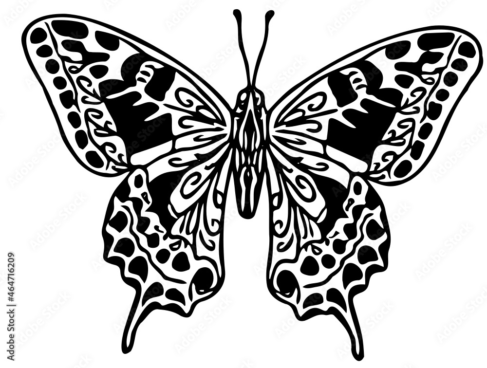 butterfly vector butterfly vector