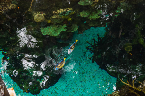 a marine aquarium with colorful stones and fish