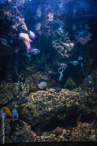 a marine aquarium with colorful stones and fish