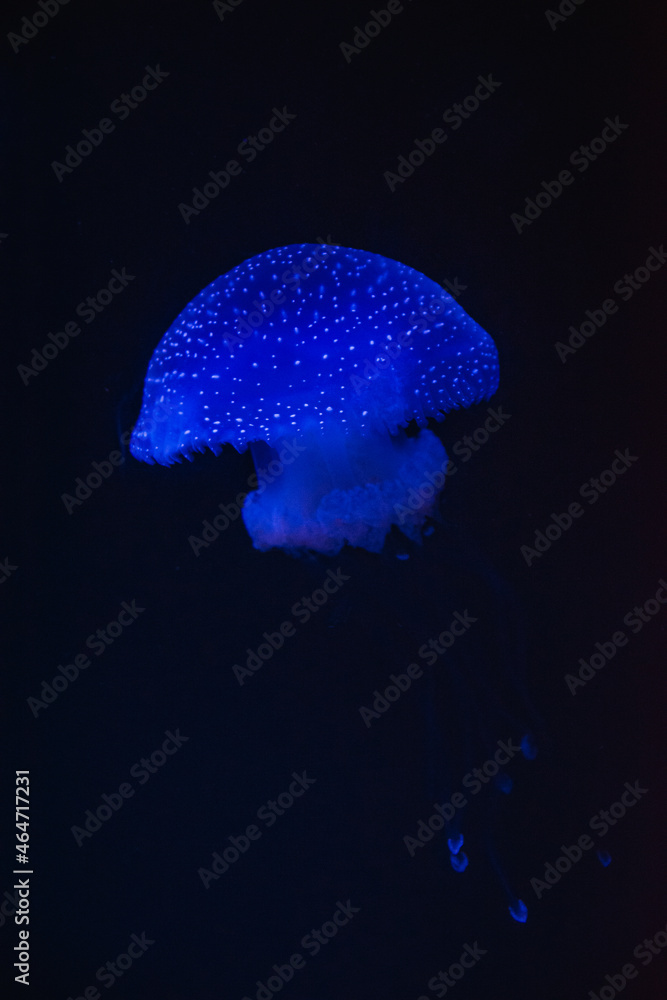 Fototapeta premium jellyfish glowing in the dark inside the aquarium