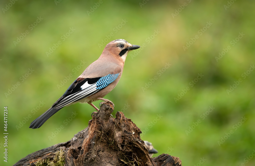 Fototapeta premium Eurasian jay bird ( Garrulus glandarius )