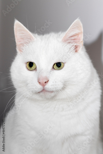 Close-up portrait of a big white domestic cat.
