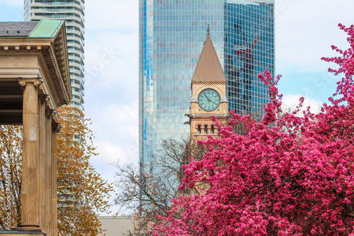 Crabapple blossoms in Spring with clocktower in background