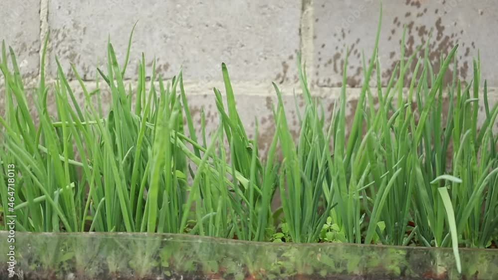 Close-up of watering fresh green onions in a greenhouse. Agriculture, growing organic vegetables Close-up of watering fresh green onions in a greenhouse. Agriculture, growing organic vegetables