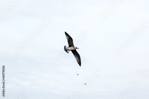 Seagulls in flight Romania 80