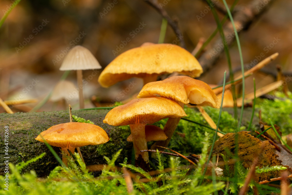 brown forest mushrooms on a tree stump with moss in autumn brown forest mushrooms on a tree stump with moss in autumn