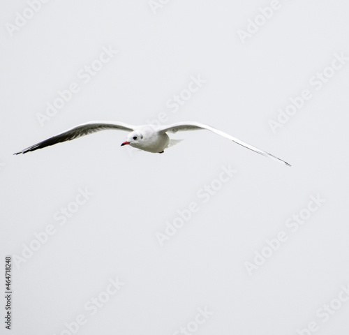 Seagulls in flight Romania 67