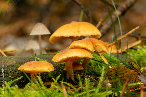 brown forest mushrooms on a tree stump with moss in autumn