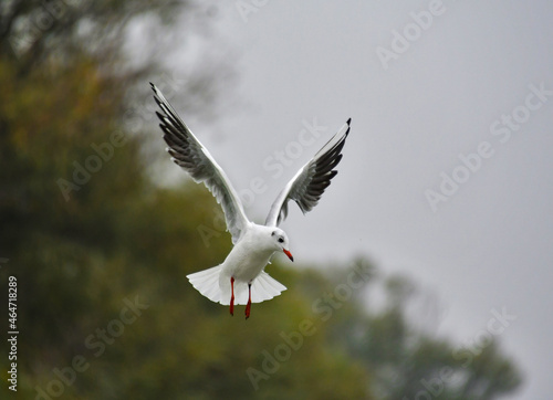 Seagulls in flight Romania 64 © Darius