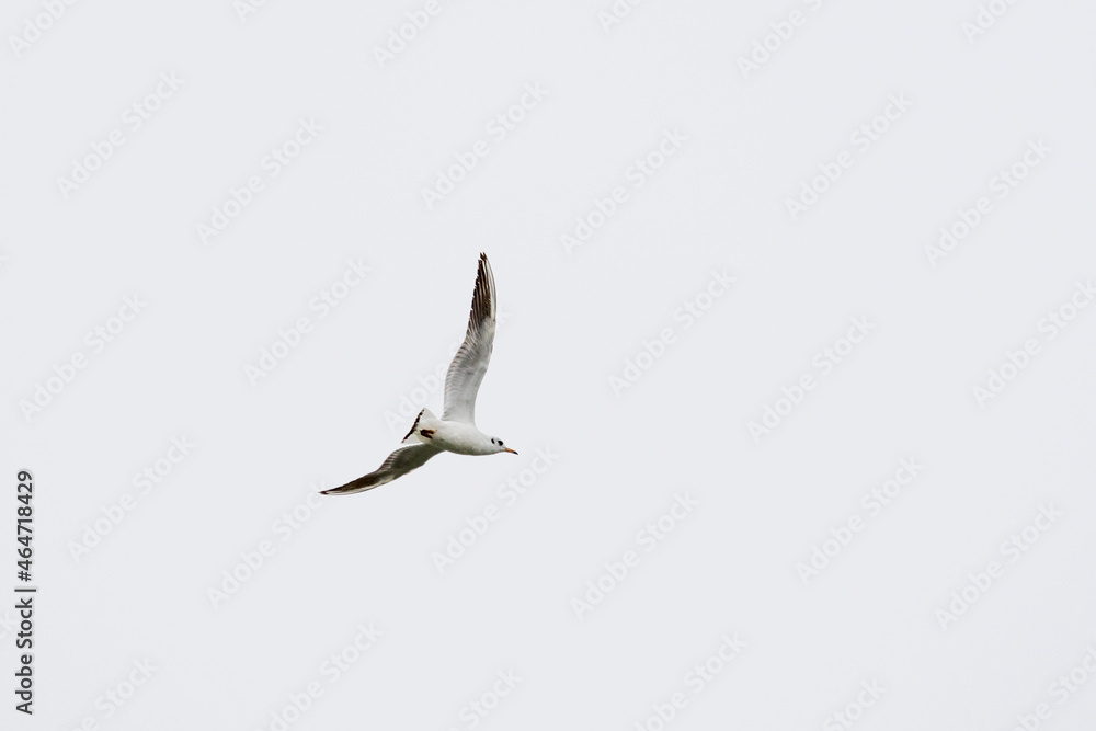 Fototapeta premium Seagulls in flight Romania 54