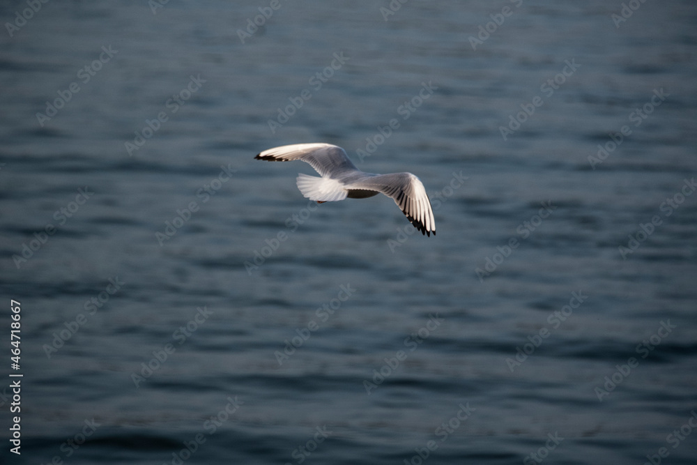 Seagulls in flight Romania 41