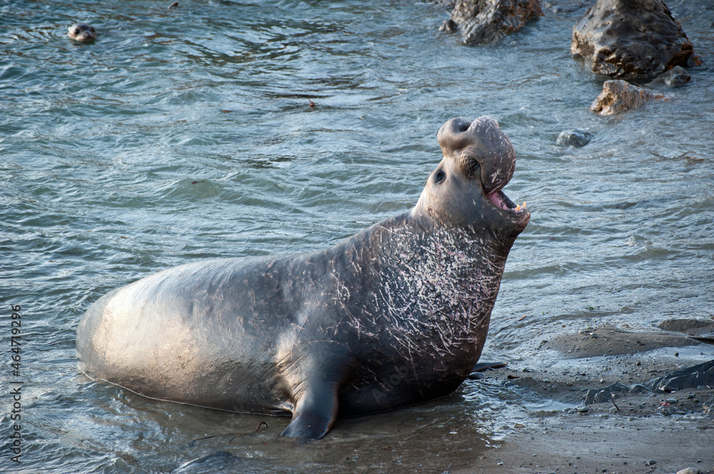 Fototapeta premium Bull Elephant Seal Announcing His Arrival at Piedras Blancas Beach Near San Simeon, California