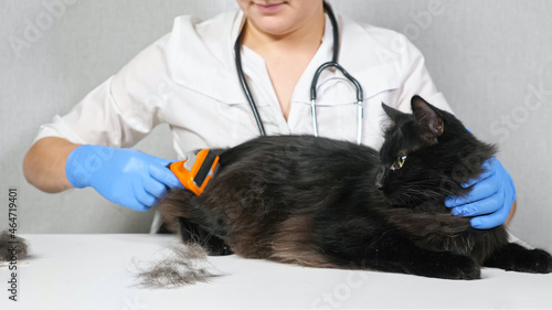 unrecognizable veterinarian woman brushing a beautiful black long-haired cat.