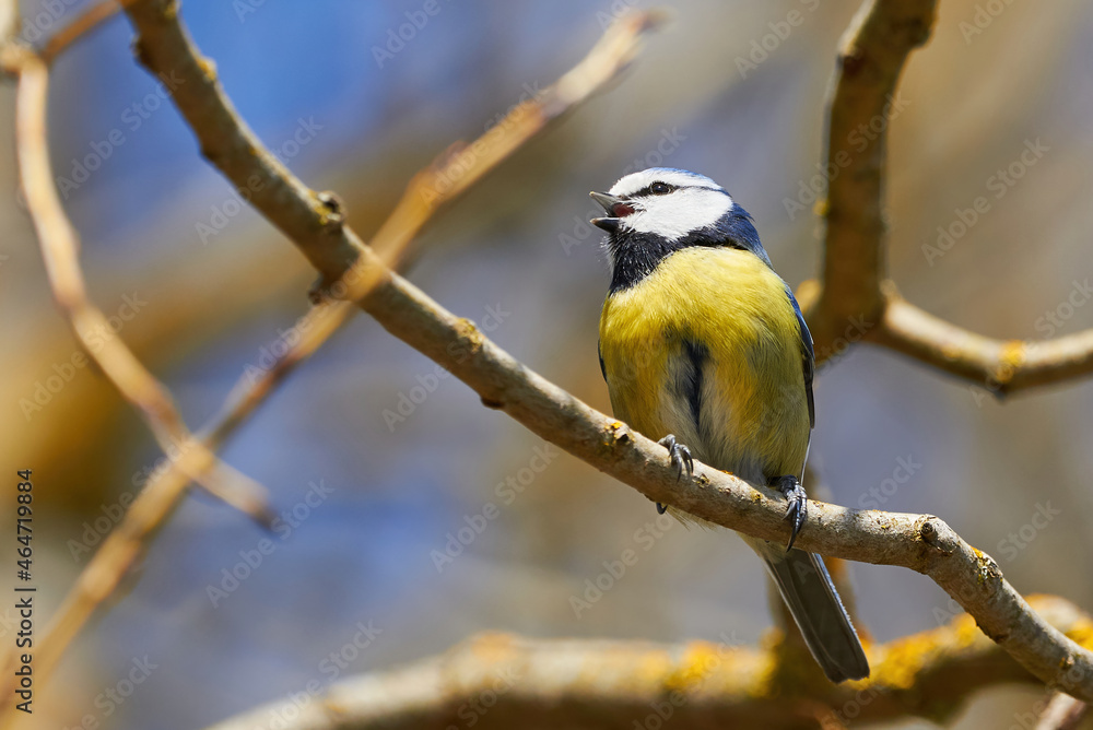 Fototapeta premium Eurasian Blue Tit Sitting on a Branch and sing ( Cyanistes caeruleus )