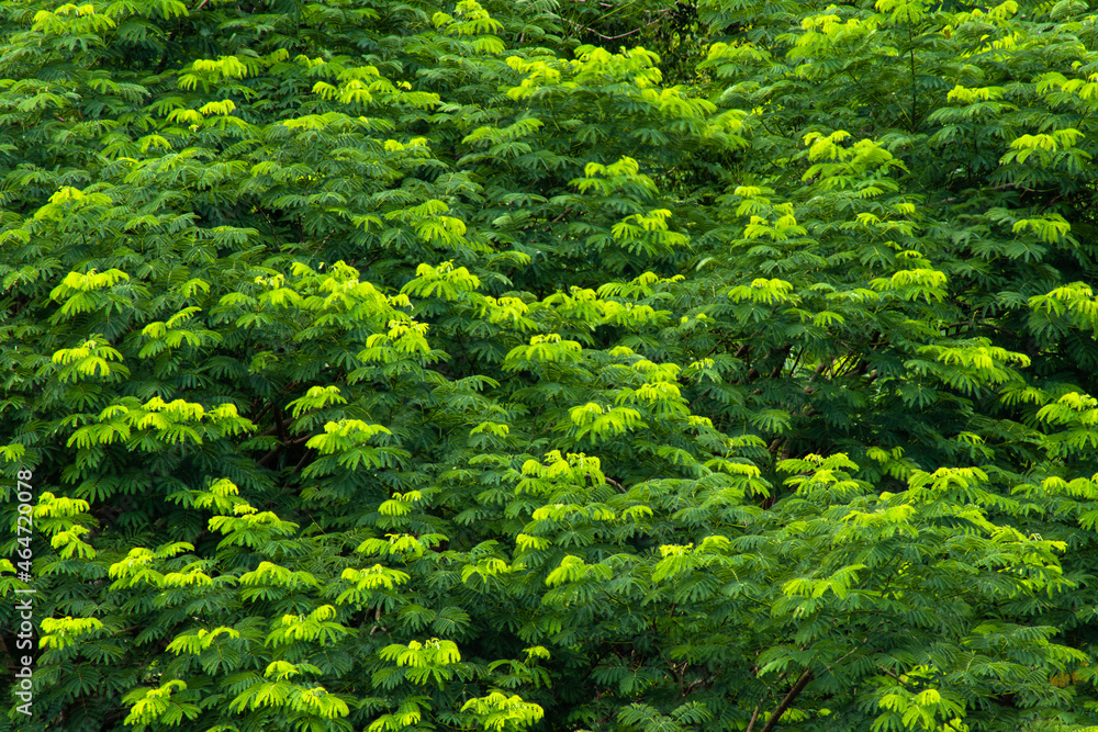 Green treetop with leaves in several tons for background.