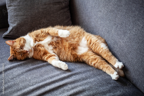 a well-fed ginger cat sleeps on its back on a gray sofa.