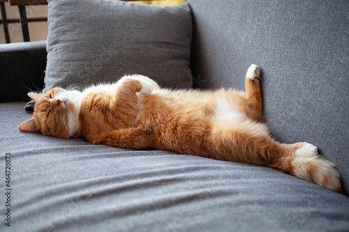 Принти на полотні cat sleeping on couch. estrus, sterilization and pet health