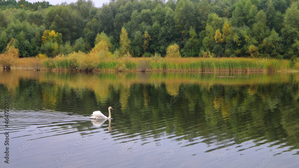 A lonely swan floats on the lake in autumn.