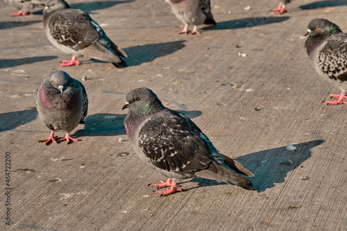 Groups of pigeons, colorful feathers and their shadows