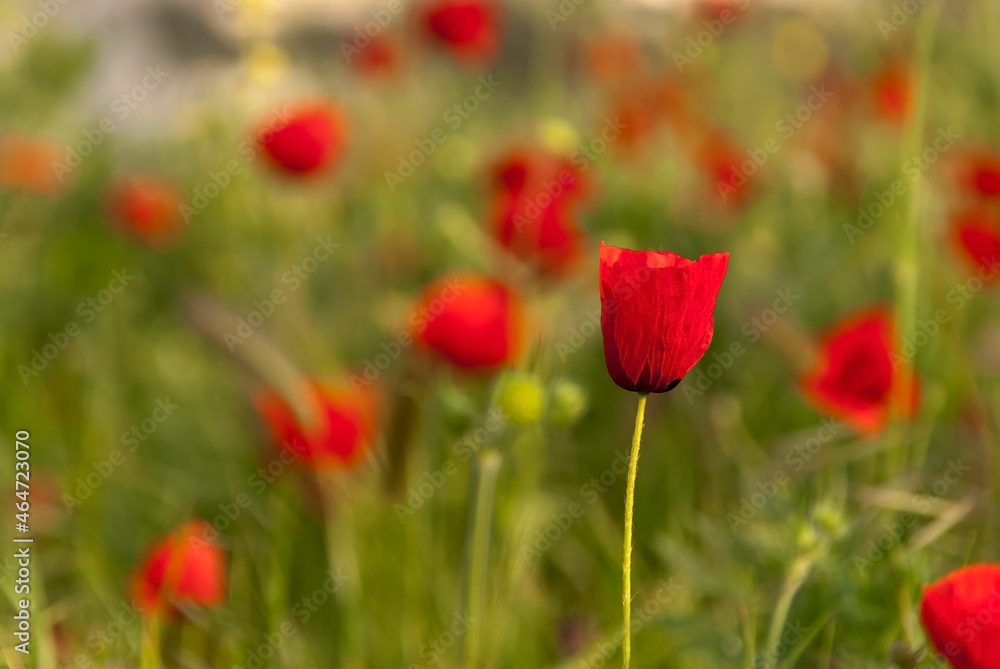 Close up of a poppy in a poppy field Close up of a poppy in a poppy field