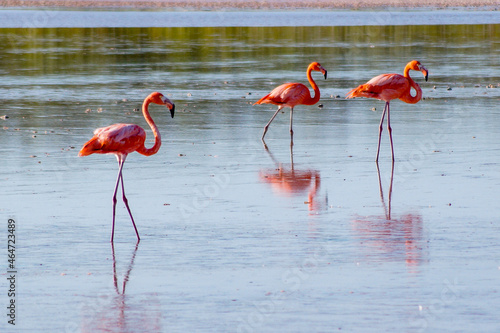 pink flamingo in the water