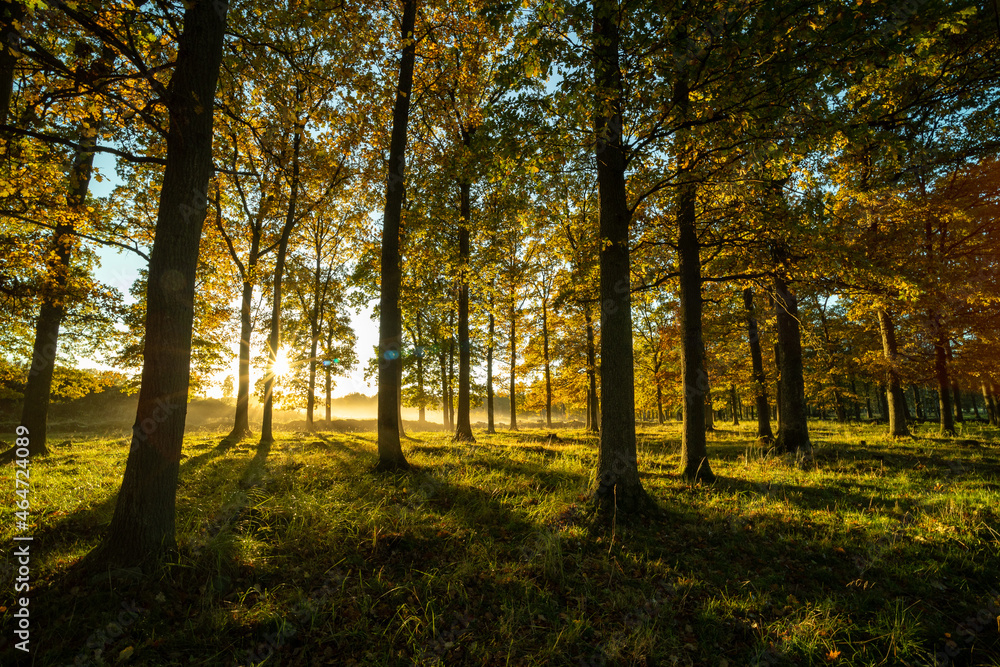 Obraz premium Sun flare through the forest in a cold autumn morning