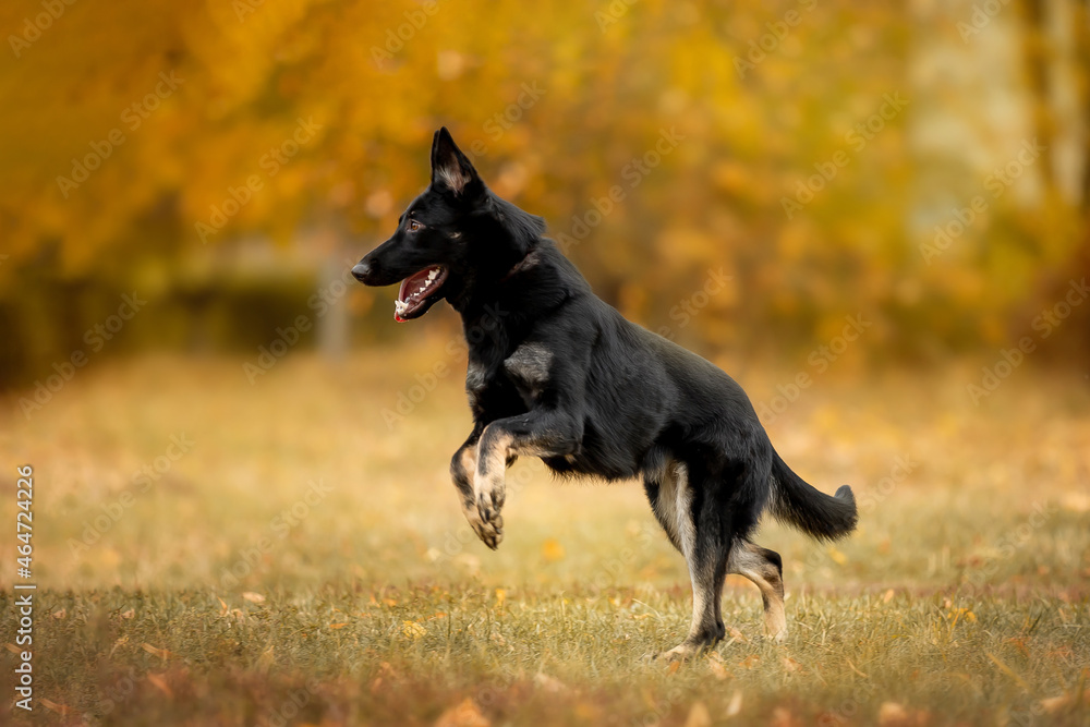 Beautiful black dog of breed German Shepherd