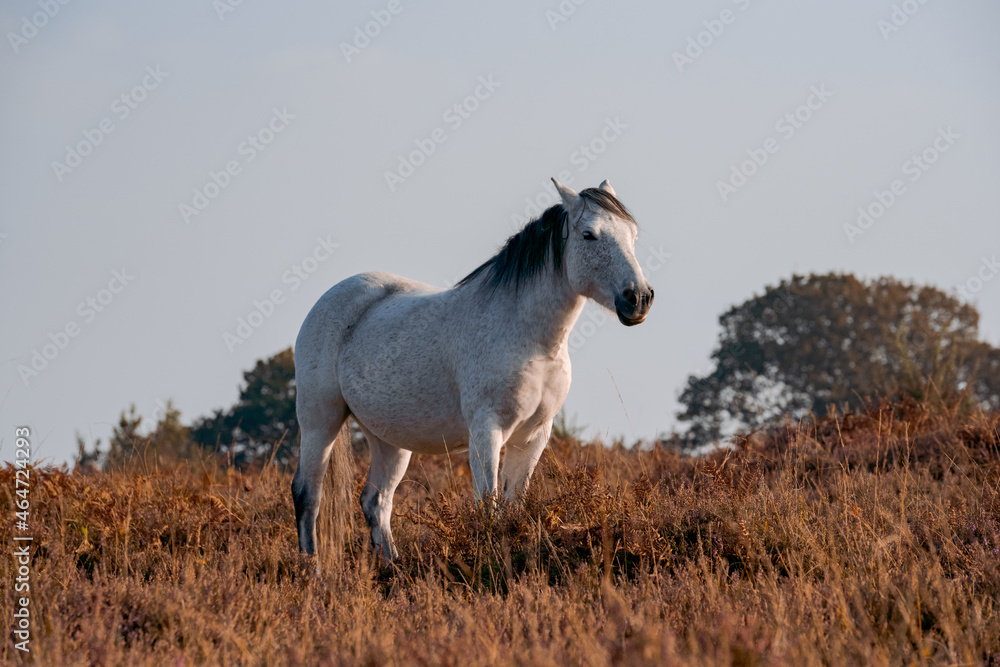 wild white horse in the field in new forest wild white horse in the field in new forest
