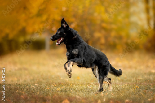 Beautiful black dog of breed German Shepherd © Мария Старосельцева