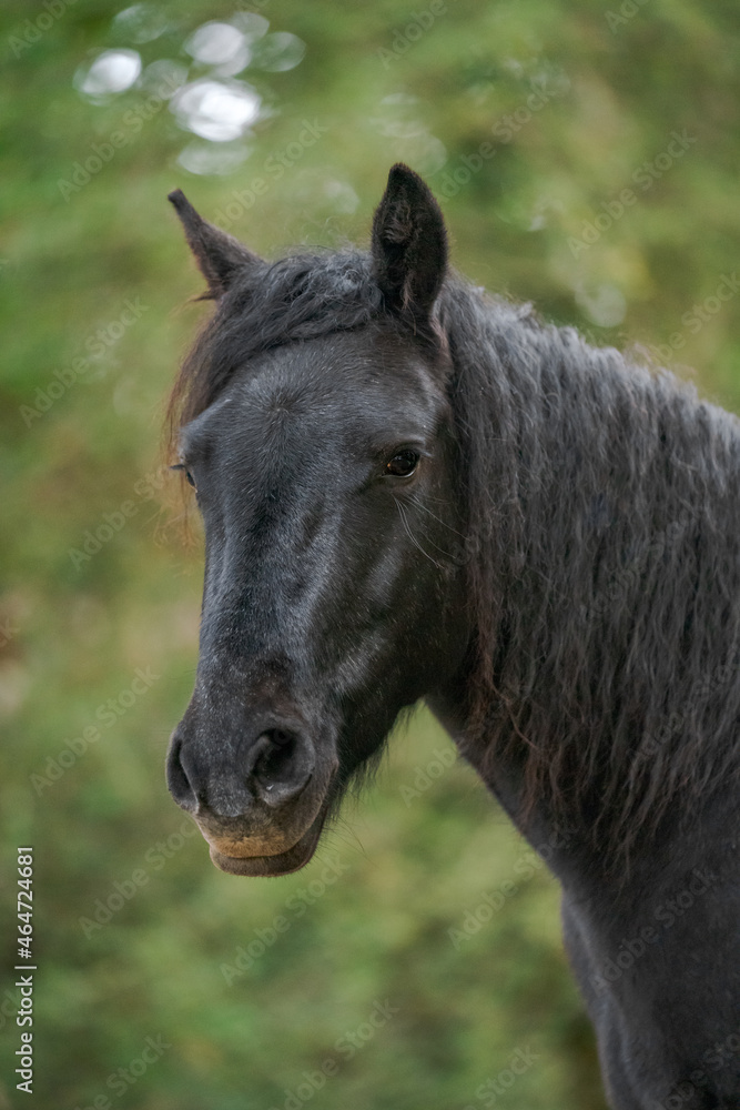 Fototapeta premium portrait of a black horse