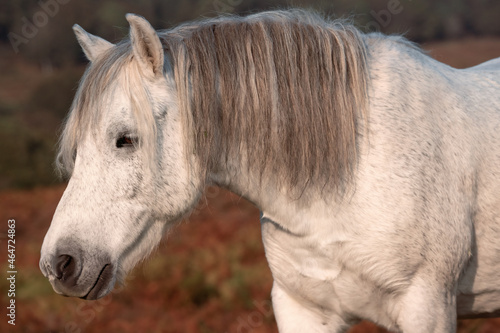 portrait of a wild white horse in new forest