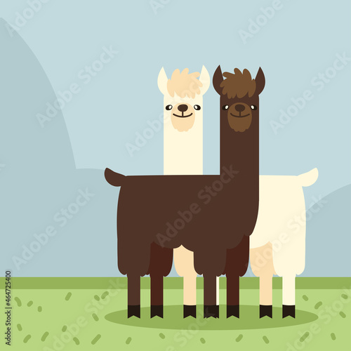 exotic llamas animal