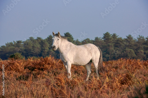 wild white horse standing in the field in new forest