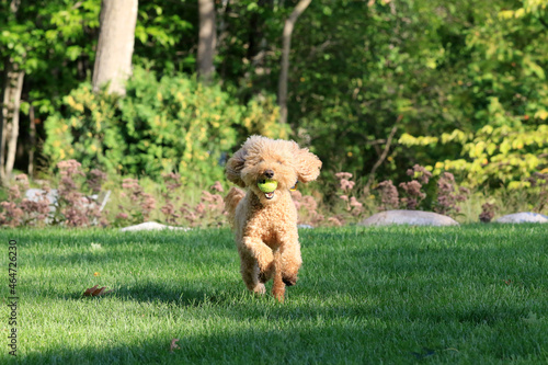 Photography Friendly family dog enjoying running in the backyard playing fetch with his owner