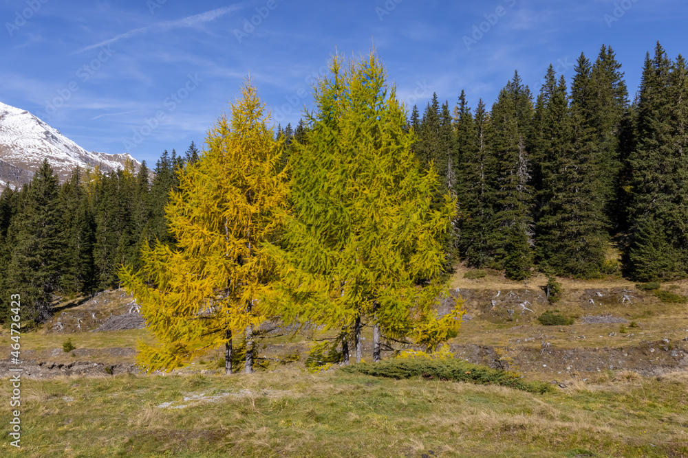 Lerchengruppe im Herbst Lerchengruppe im Herbst