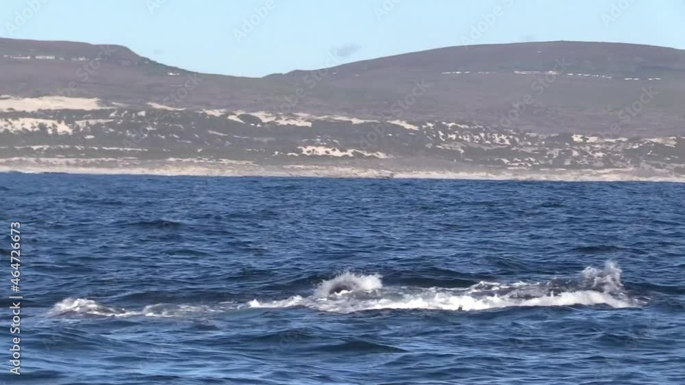 Southern Right Whale Breaching Out Of Water Southern Right Whale Breaching Out Of Water