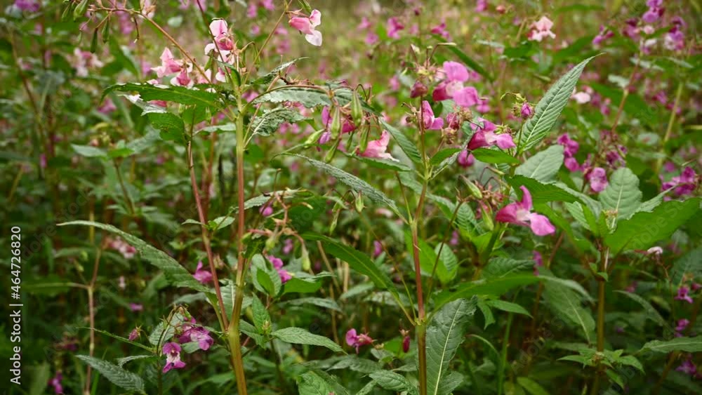 Impatiens glandulifera flower at the wind. Close up video panorama. High quality 4k footage Impatiens glandulifera flower at the wind. Close up video panorama. High quality 4k footage