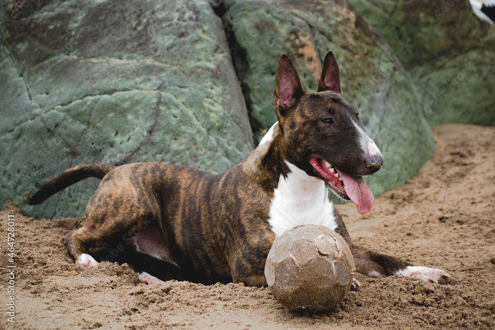 Imagen a color horizontal de un perro marrón y blanco de raza bull terrier jugando en la arena de la playa con un balón blanco, con una pose calmada pero a la vez vigilante.