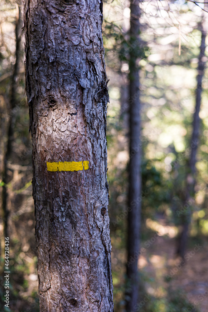 Fototapeta premium Marquage jaune sur le tronc d’un arbre indiquant le chemin de randonnée du Cirque du Bout du Monde à Saint-Etienne-de-Gourgas (Occitanie, France)
