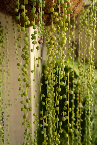 Exotic succulent plants. Closeup view of a Curio rowleyanus, also known as String of Pearls growing in a hanging flower pot. Its beautiful ball shaped green leaves falling from the container.