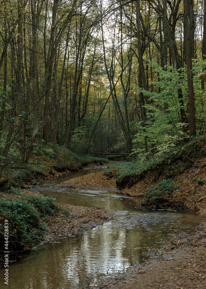 autumn dense forest with river, wild nature, vertical landscape autumn dense forest with river, wild nature, vertical landscape