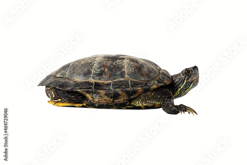 The small turtle isolated on white background.