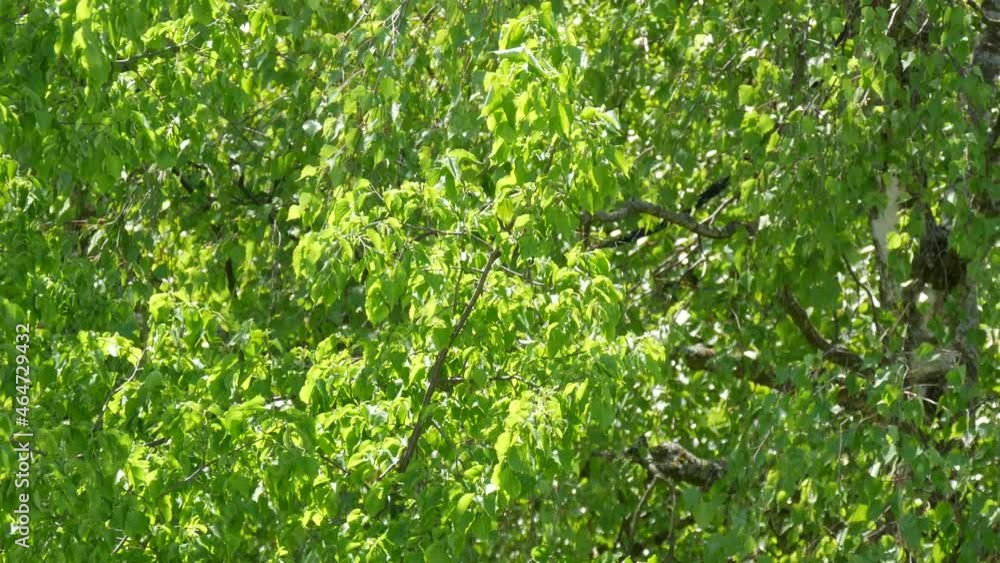 A strong summer or spring wind moves green foliage on a tree branch A strong summer or spring wind moves green foliage on a tree branch