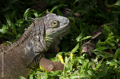 Close up Green Iguana 