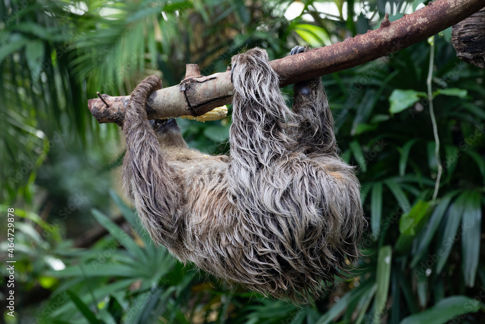 Obraz premium Adorable Slowly Sloth Eating Fresh Corn on the Tree