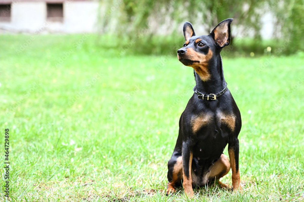 Miniature Pinscher Dog Breed , pet animal Miniature Pinscher Dog Breed , pet animal